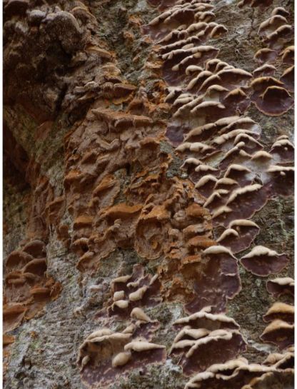 On a moribund beech adjacent to various other fungus species in the New Forest, UK.